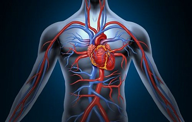 Контрастная ангиография брюшного отдела аорты и ее ветвей в Волгограде ул. Пархоменко 1. 